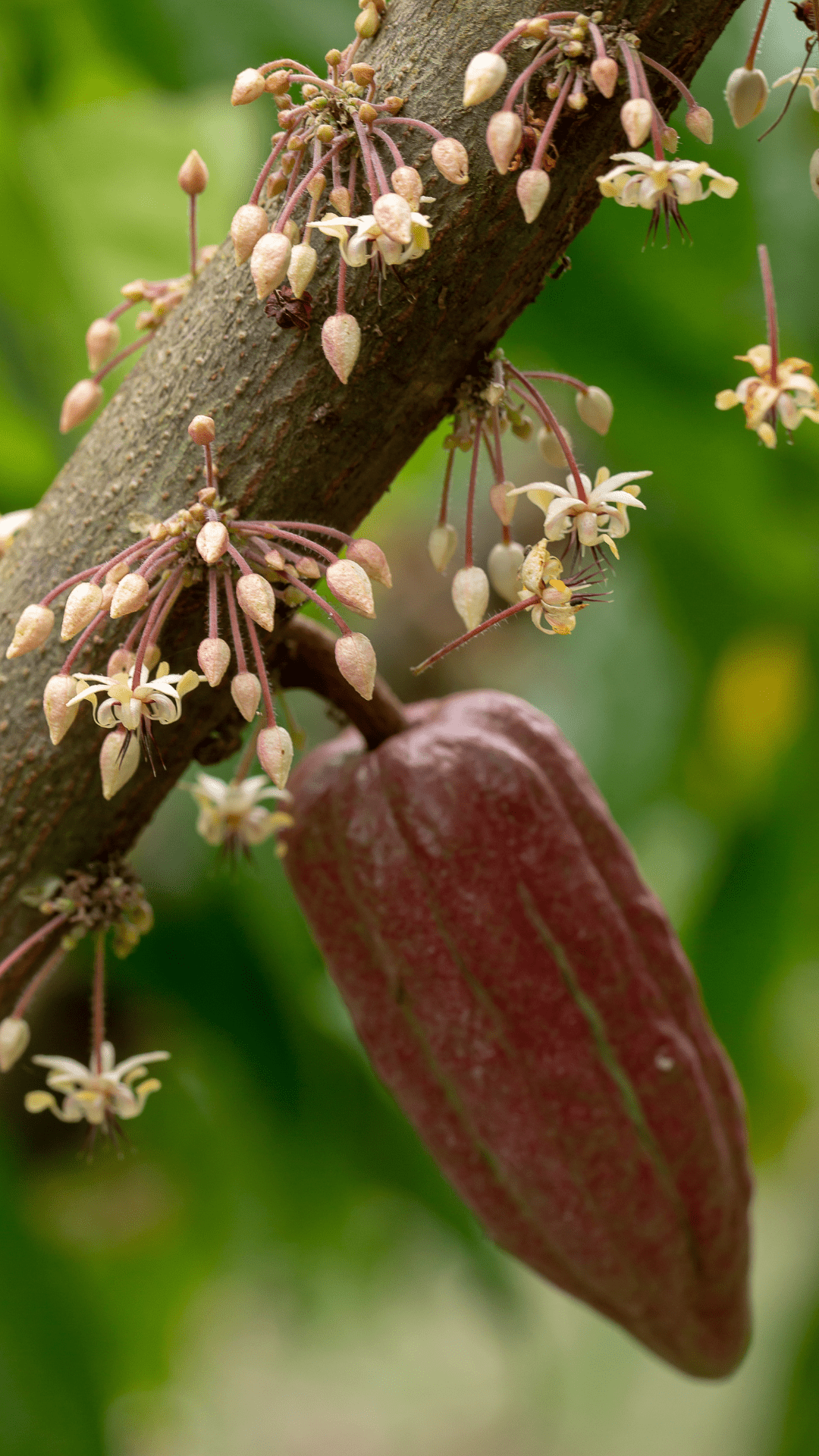 Advanced Clinical & Field Herbalism 200 Hour CT with the Peruvian Amazon