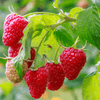 Raspberry