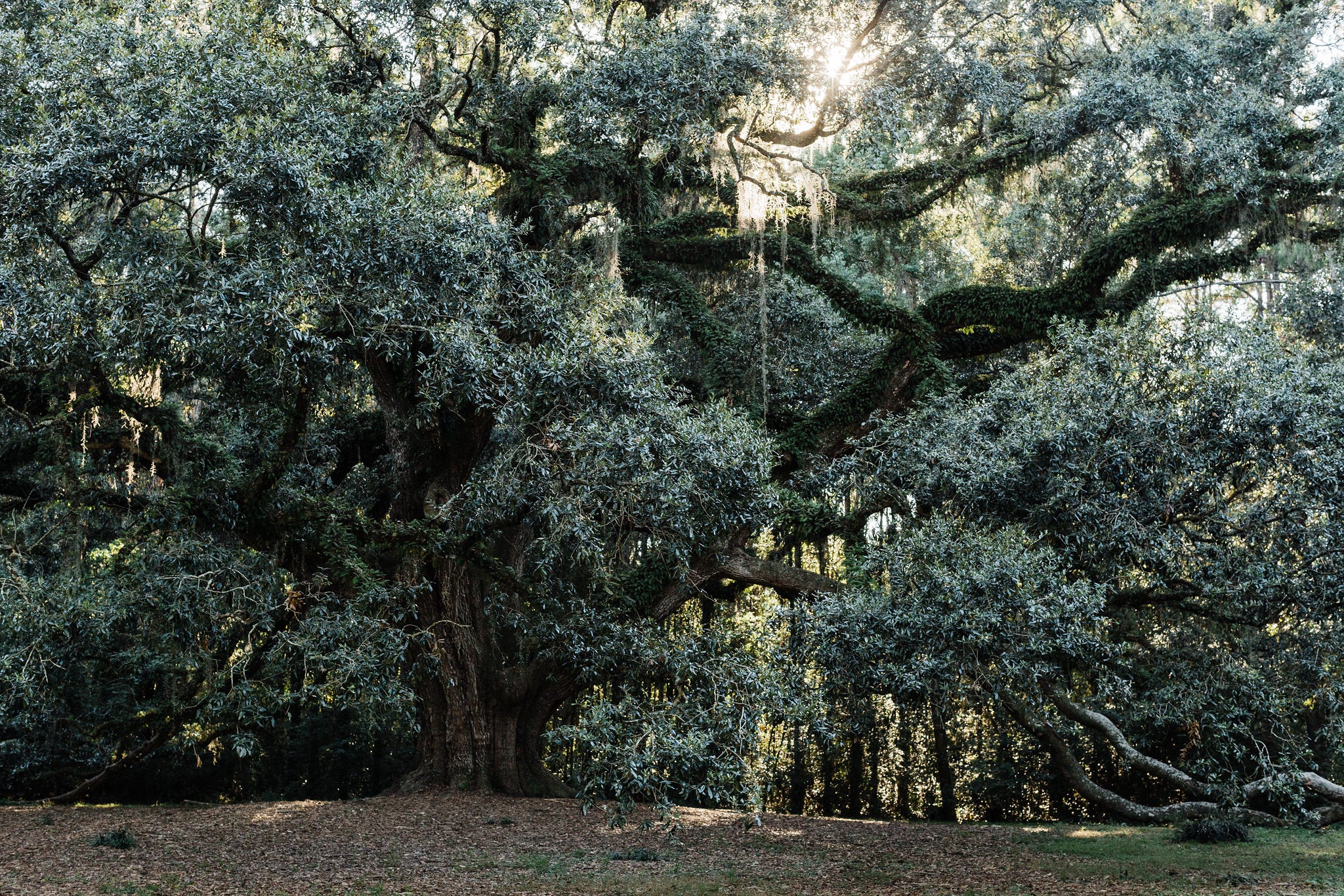 Live Oak
