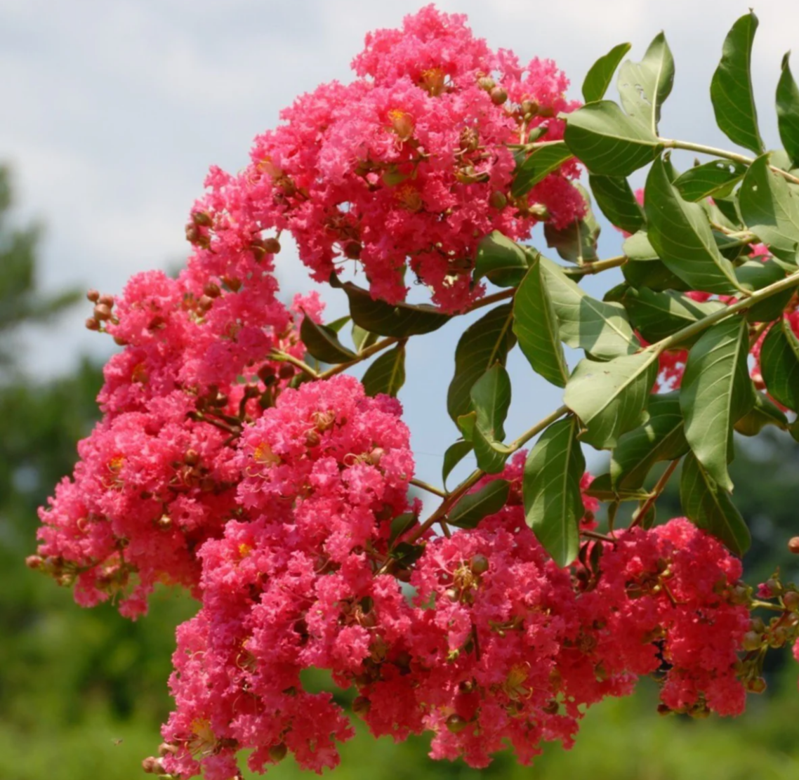 Crape Myrtle, A Recipe for Forgiveness