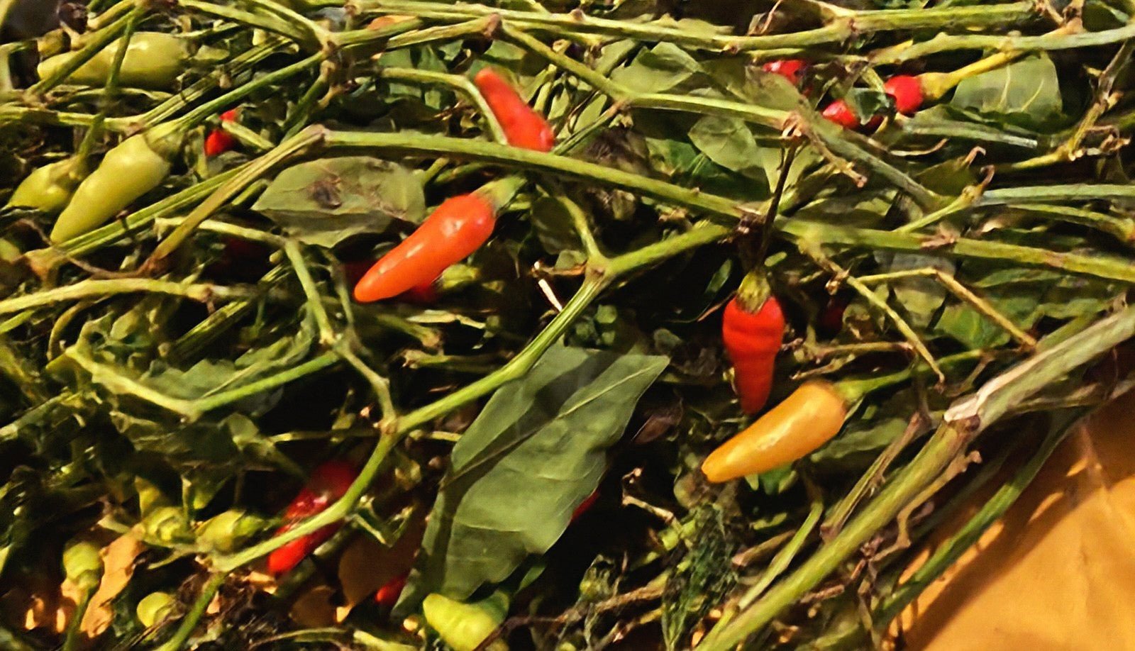 Protection with Pusangas, A simple recipe with Plants for energetic (and physical) protection