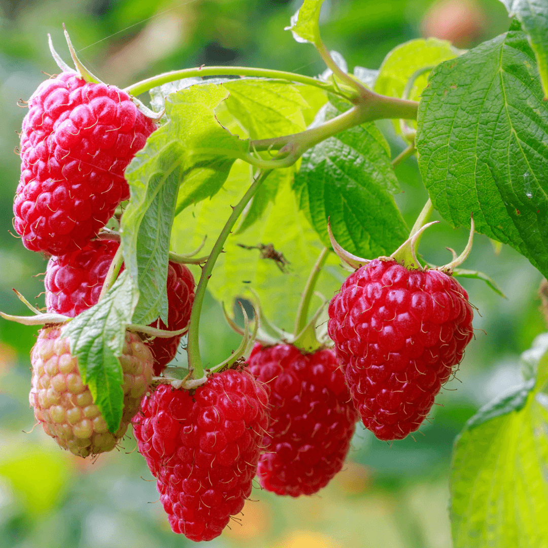 Raspberry