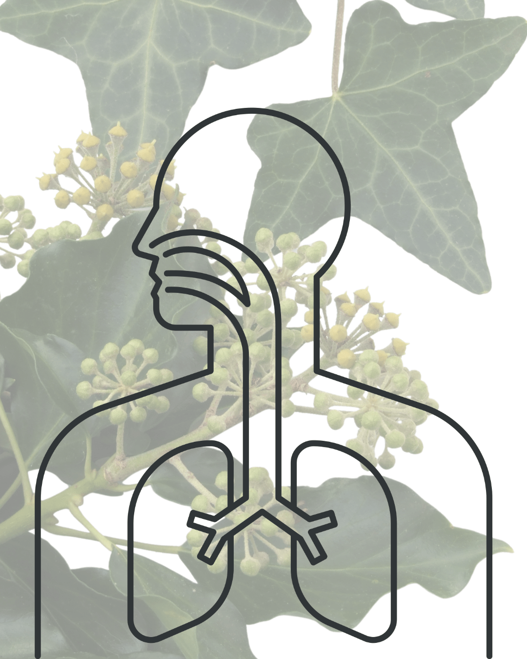 Singing Your Medicine, 🌿 Herbal Respiratory Support