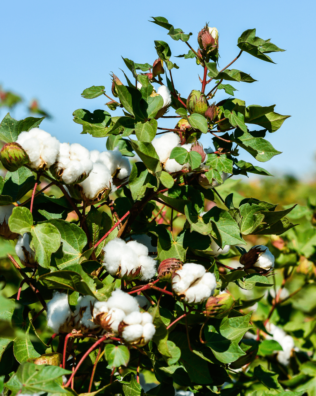The Medicinal Cotton Tree, Herbal Ally for Survivors