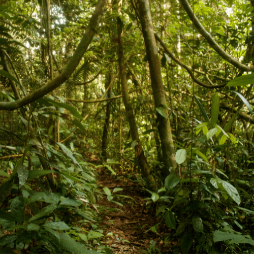 Eco Sensual - the trauma-informed CT for healing within altered states