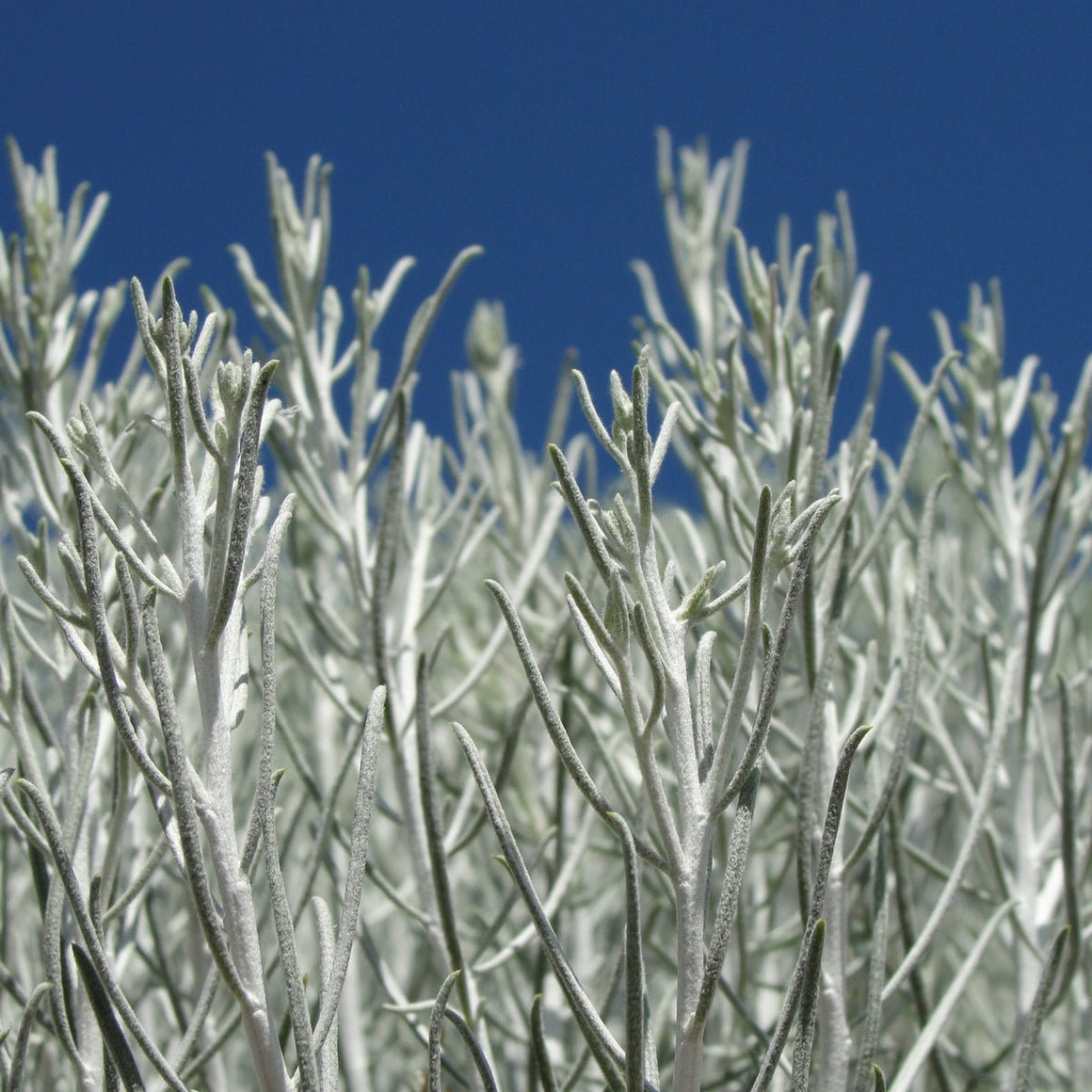 Original Instructions School presents OIS Mini Course Series - Original Instructions School