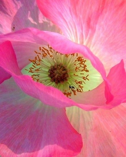 1:1 Flower Essence Consultation with Ekaterina
