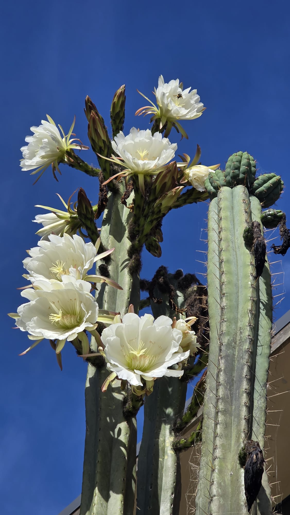 January 2nd through January 11th, 2027, Perúvian Coast to Amazonía, An Ethnobotanical 🌿 Pilgrimage 50 Hour CT - Ethnobotanical 🌿 Herbalism