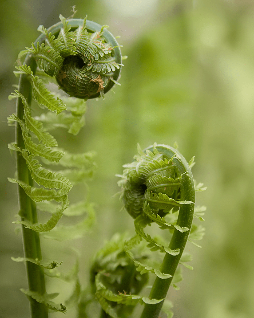 Trauma-Informed Herbalism & Advocacy for Survivors: HYBRID Online CT (50 Hr Certificate of Completion)