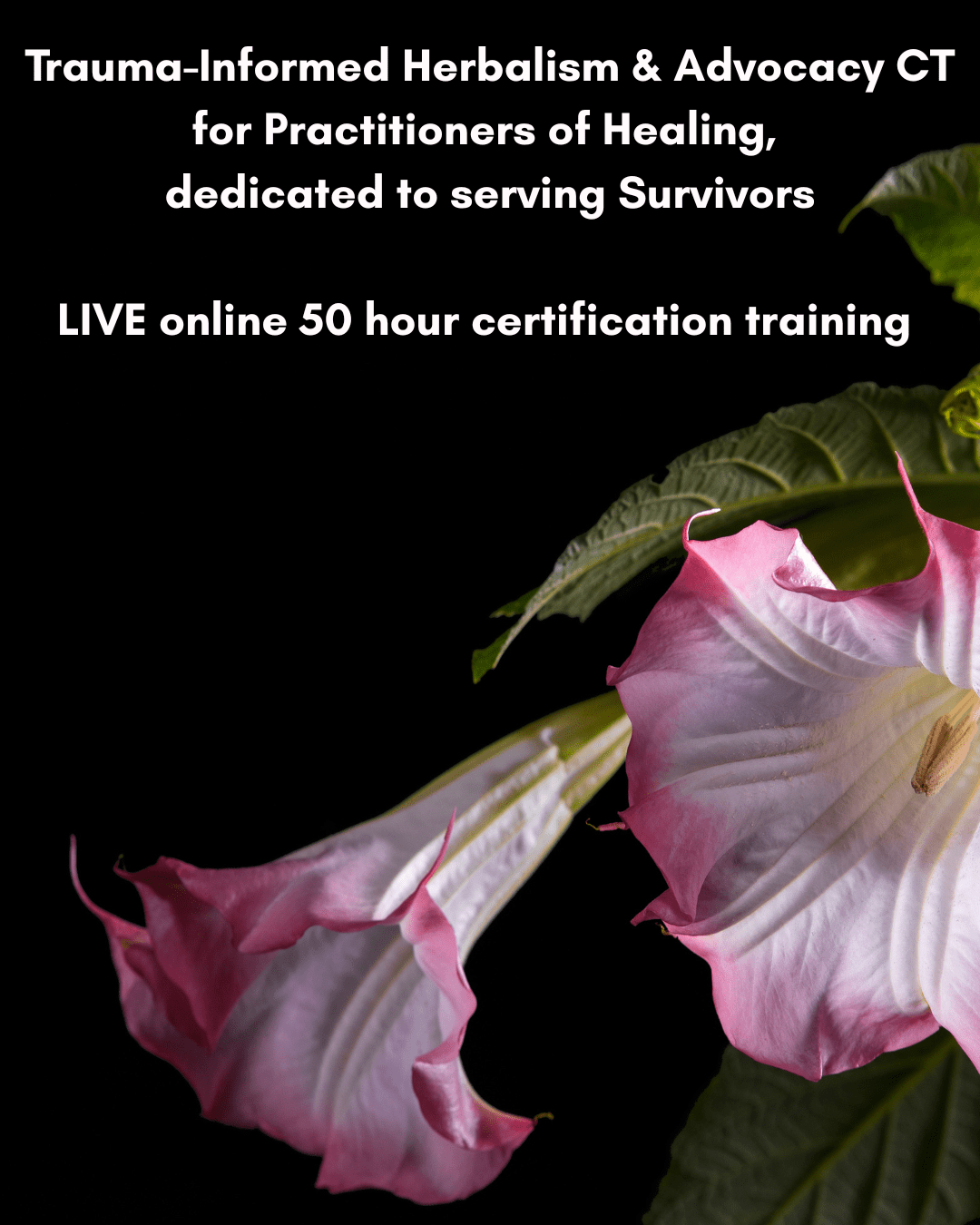 The 🌿 Herbalism and Advocacy Trauma-Informed: CT for Survivors  - LIVE Online Cohort (50 Hr Certificate of Completion)