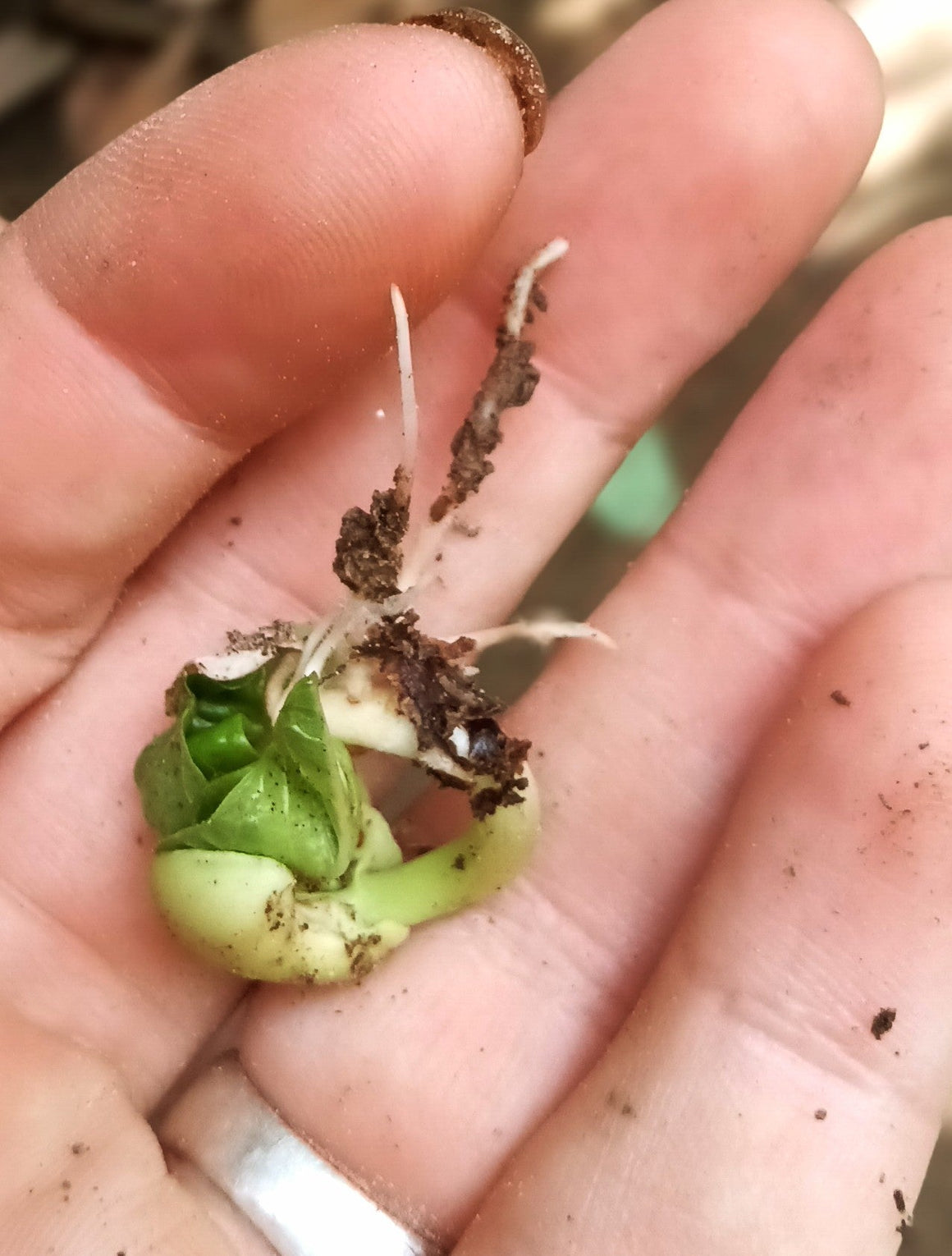 Sunday, May 31st - Sprouting and Seed Saving for Survival, the Basics