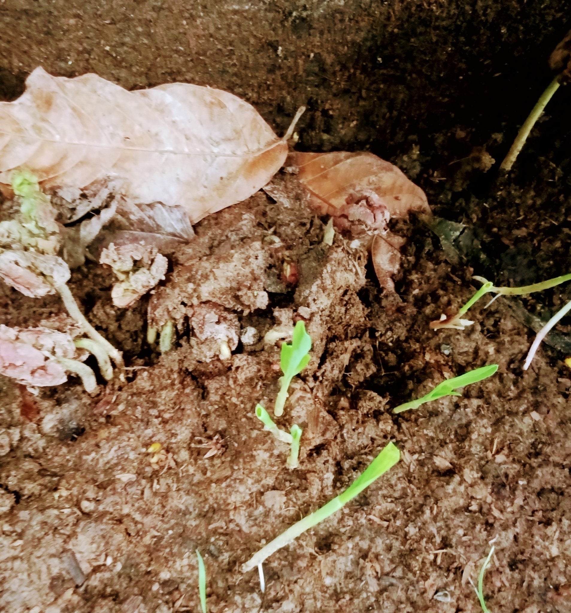 Sunday, May 31st - Sprouting and Seed Saving for Survival, the Basics