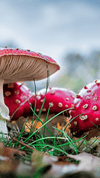 Friday, November 17th, 2023 at 5:30pm PDT- Herbal Allies & Practices for Healing Sexual Trauma