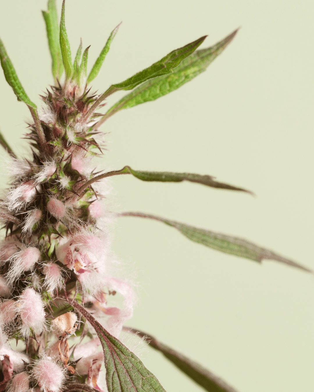 Original Instructions School E-Book: Post Partum Care with Herbal Allies